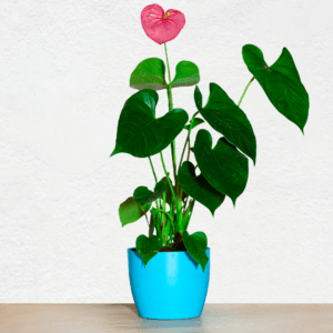 Anthurium plant