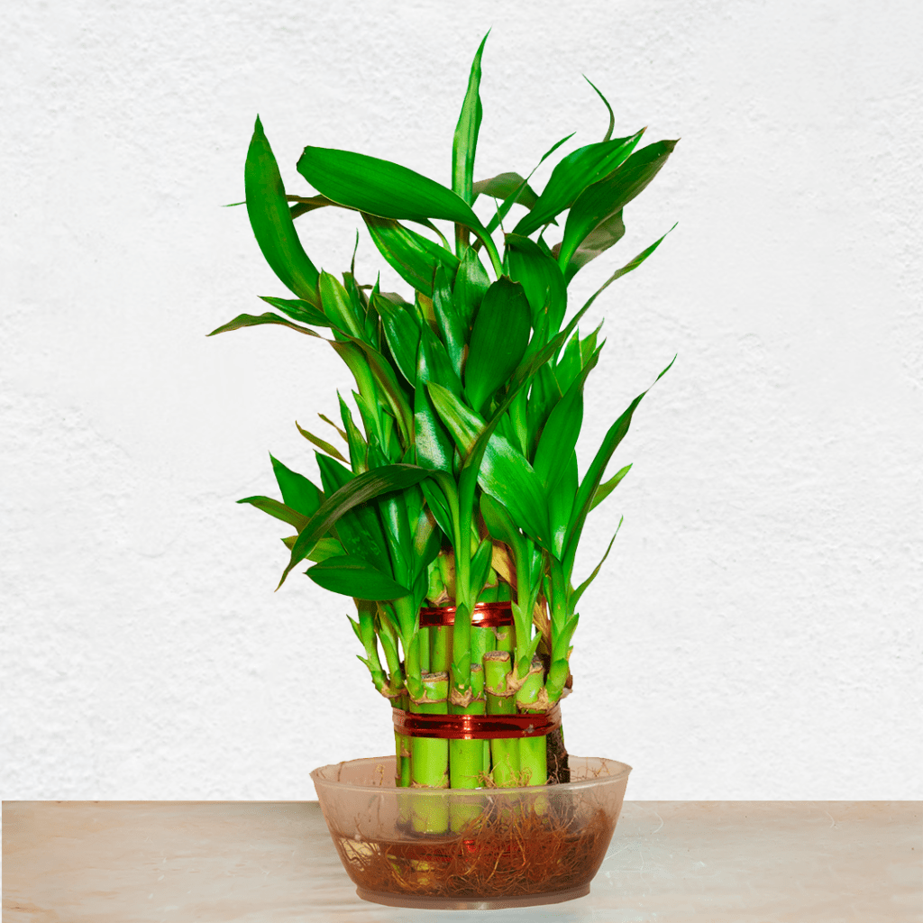 Lucky bamboo