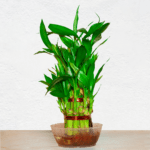 Lucky bamboo