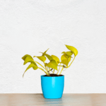 Money Plant